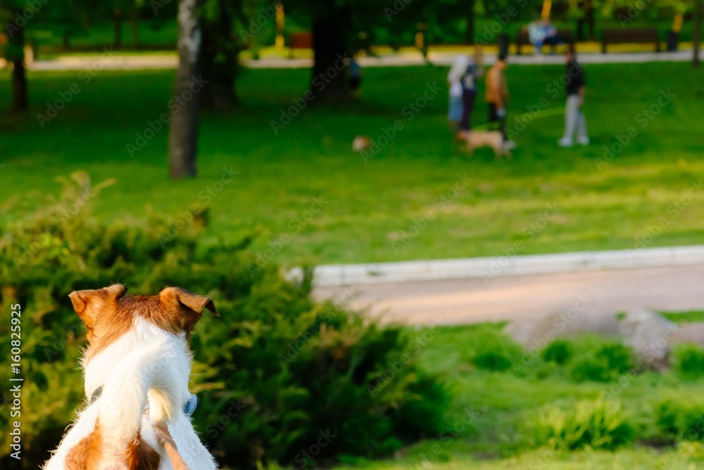 Dog looking on other dogs playing on lawn at park Dog looking on other dogs playing on lawn at park