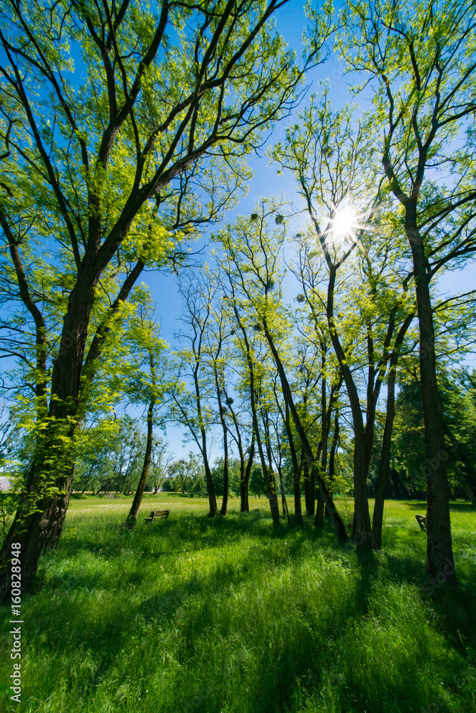 Sunny day in green spring park Sunny day in green spring park