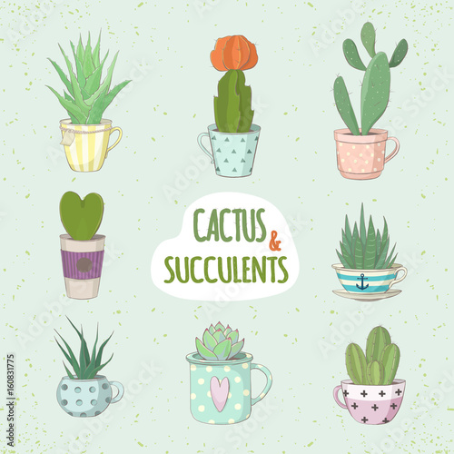 Set of a succulent. Small succulents and cactus in the tea cups. Funny stickers for fans of succulents