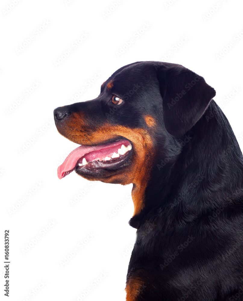 Adult Rottweiler dog