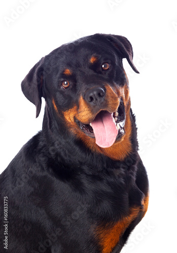 Adult Rottweiler dog © Gelpi