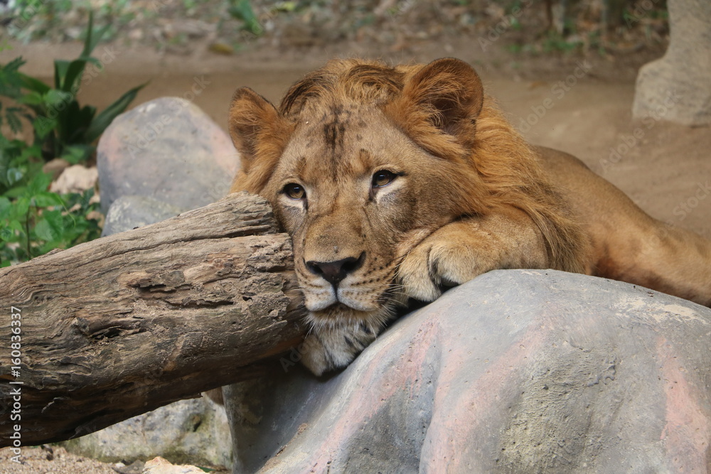 Having got tired from a heat the young lion lay down the head on a stone, probably being in a shadow he did not manage to heat up yet