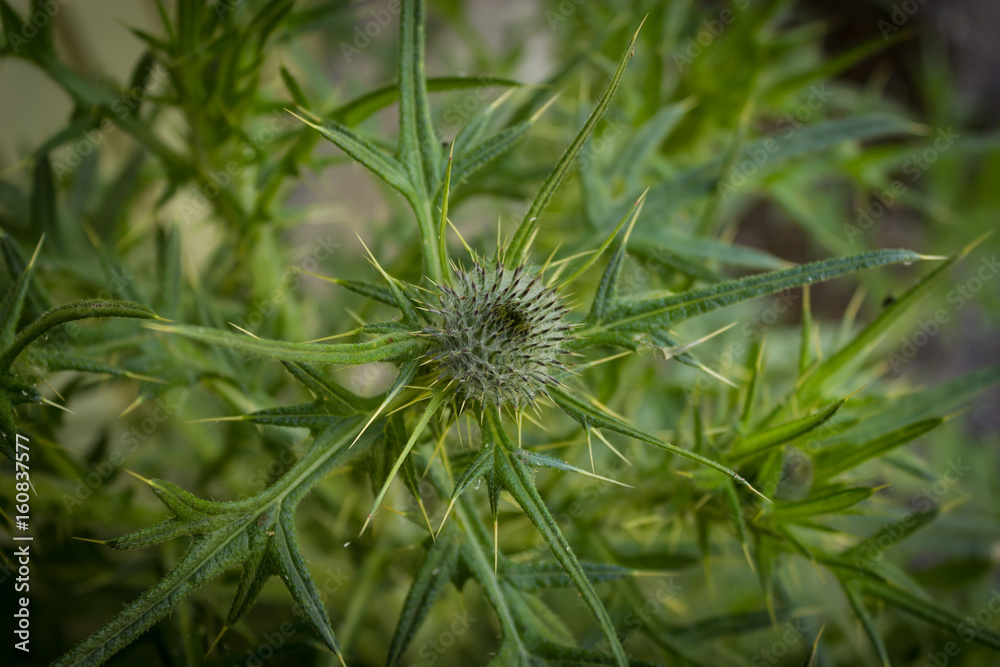 spiky thistle in garden, flora, nature, green, green wallpaper, green background, plant, tough plant, stabbing spiky thistle in garden, flora, nature, green, green wallpaper, green background, plant, tough plant, stabbing