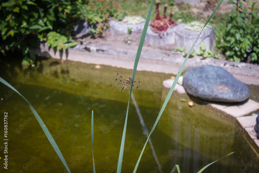 Naklejka premium dragon fly on a culm, dragon fly, garden pond, nature, fauna, flying insect, odonata, wings, water