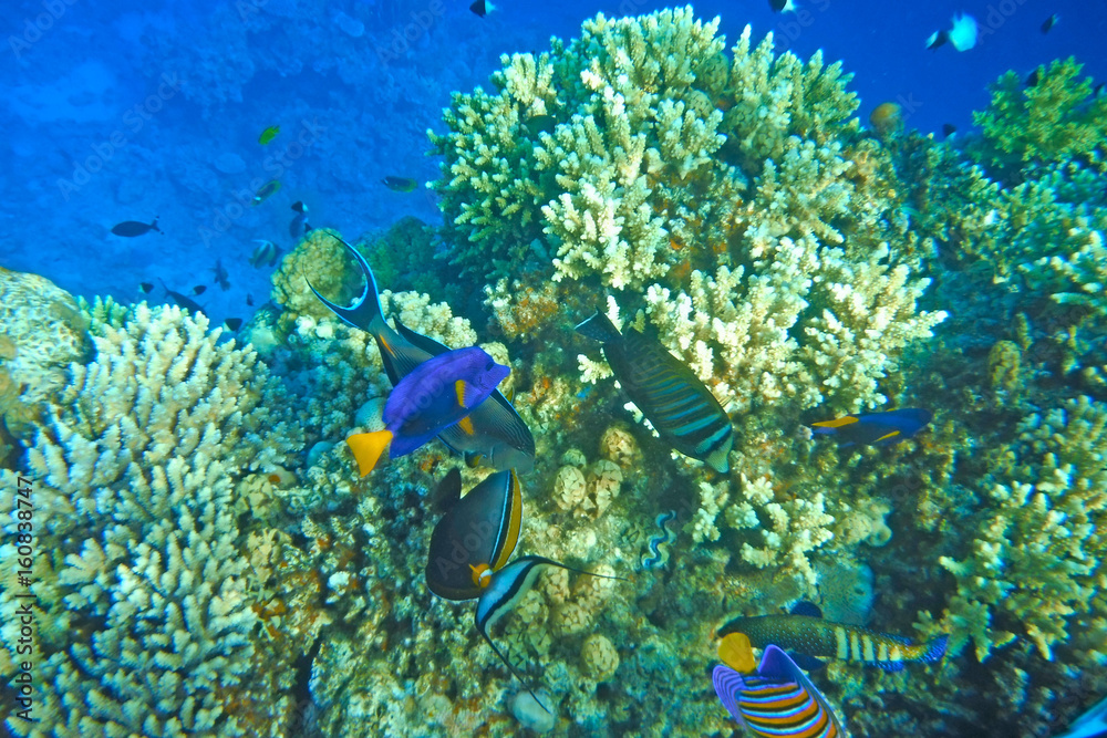 Fototapeta premium Multicolored fish swim over the coral reef.