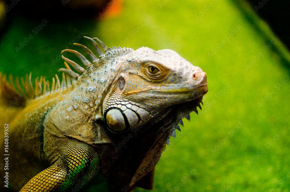 Fototapeta premium Iguana green 