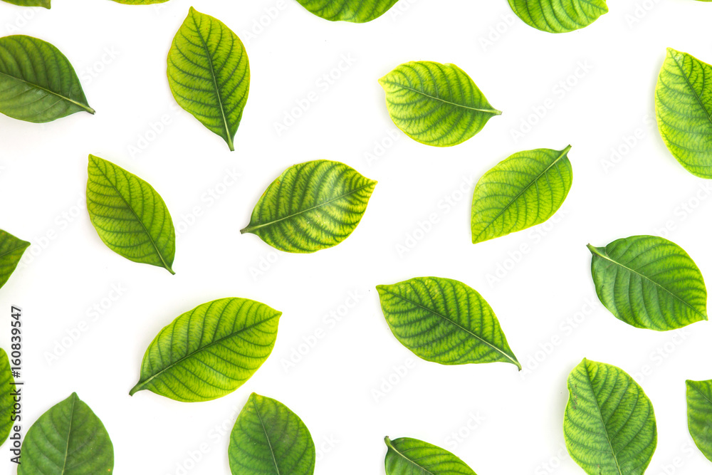 Top view shot of the green leaves flat lay on white background Top view shot of the green leaves flat lay on white background