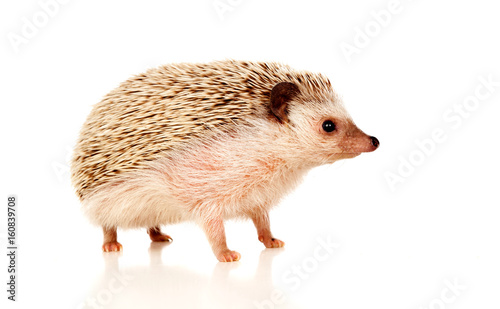 Nice pet. Brown hedgehog