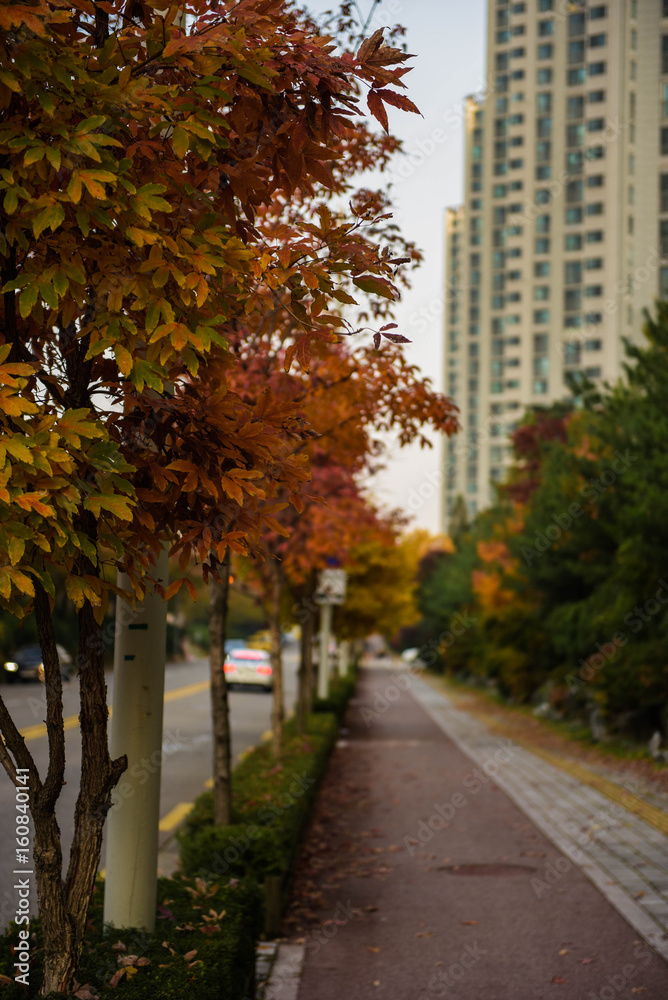 landscape of maple, fall, autumn, in seoul, korea