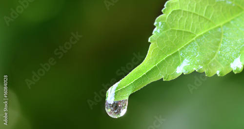 Close up the water rain drop on fresh green leaf