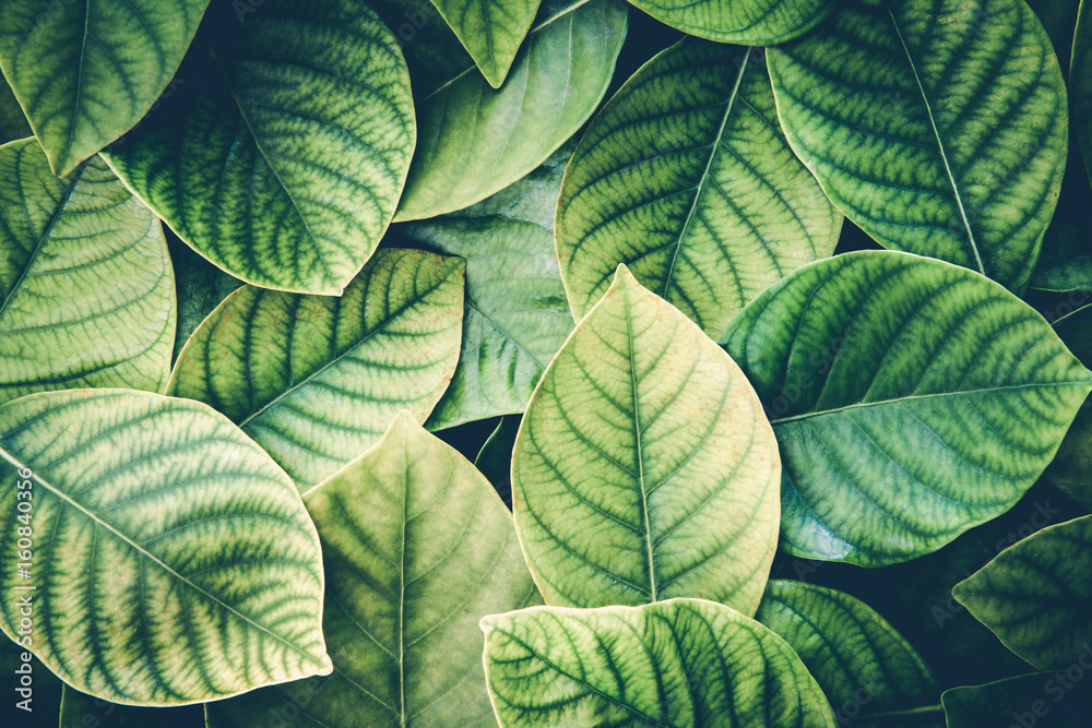 the Fresh tropical Green leaves background , retro vintage colortone - obrazy, fototapety, plakaty 
