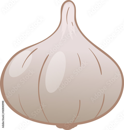 Vector drawing of garlic