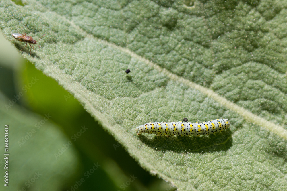 Multi-colored caterpillar on leaf Multi-colored caterpillar on leaf