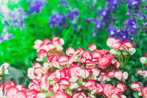 beautiful pink and blue flowers garden