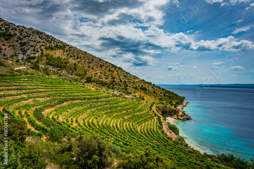 Chorwacja wino winorośla © BlackMediaHouse