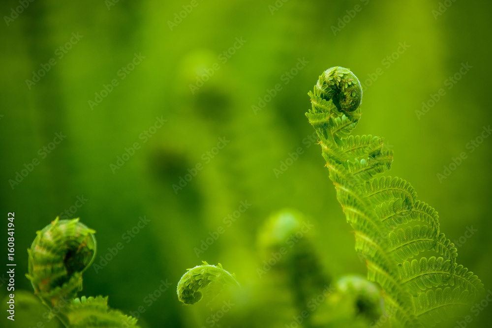 Close-up of fern