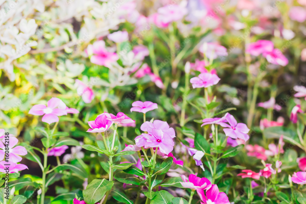 beautiful pink flowers garden