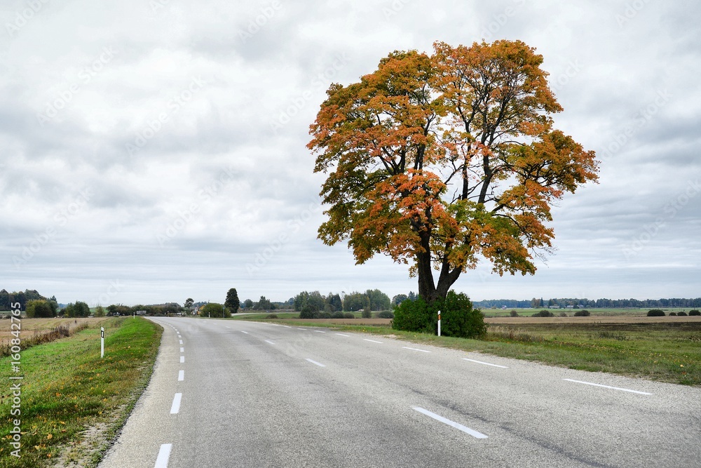 Alone autumn maple tree and the road