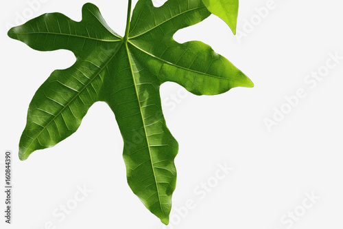 Green leaves isolated on white background photo