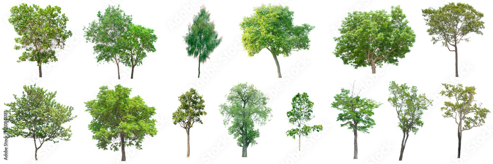 collection of tree on white background. (for gardening) collection of tree on white background. (for gardening)