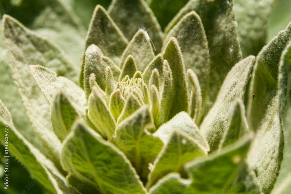 Green plant germinating in the mountains of Kazakhstan