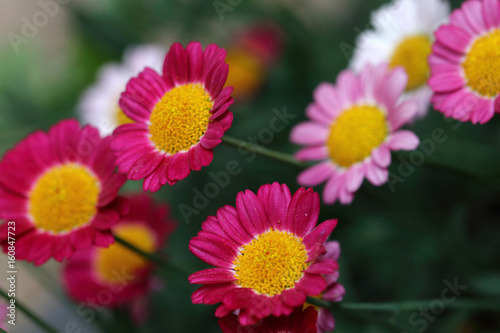Margriets in various colors on a shrub