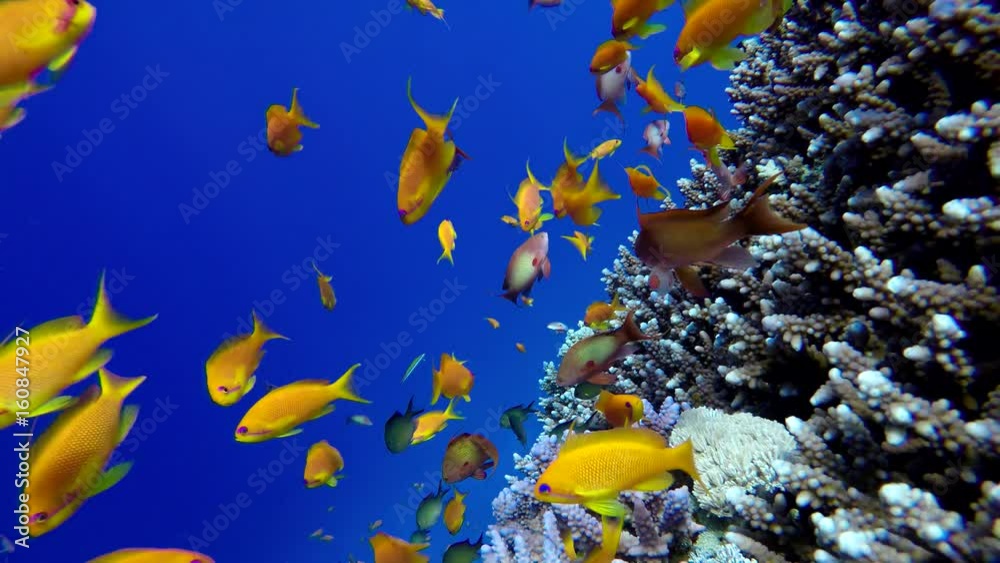 Tropical fish and coral reefs. A warm sea. Diving.

