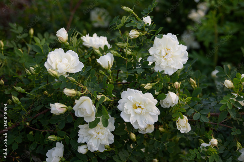 A bush of white dog rose in the garden. A bush of white dog rose in the garden.