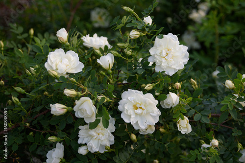A bush of white dog rose in the garden.