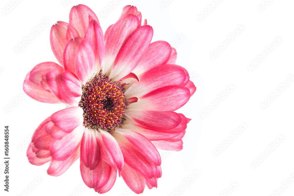 Una gerbera su sfondo bianco Una gerbera su sfondo bianco