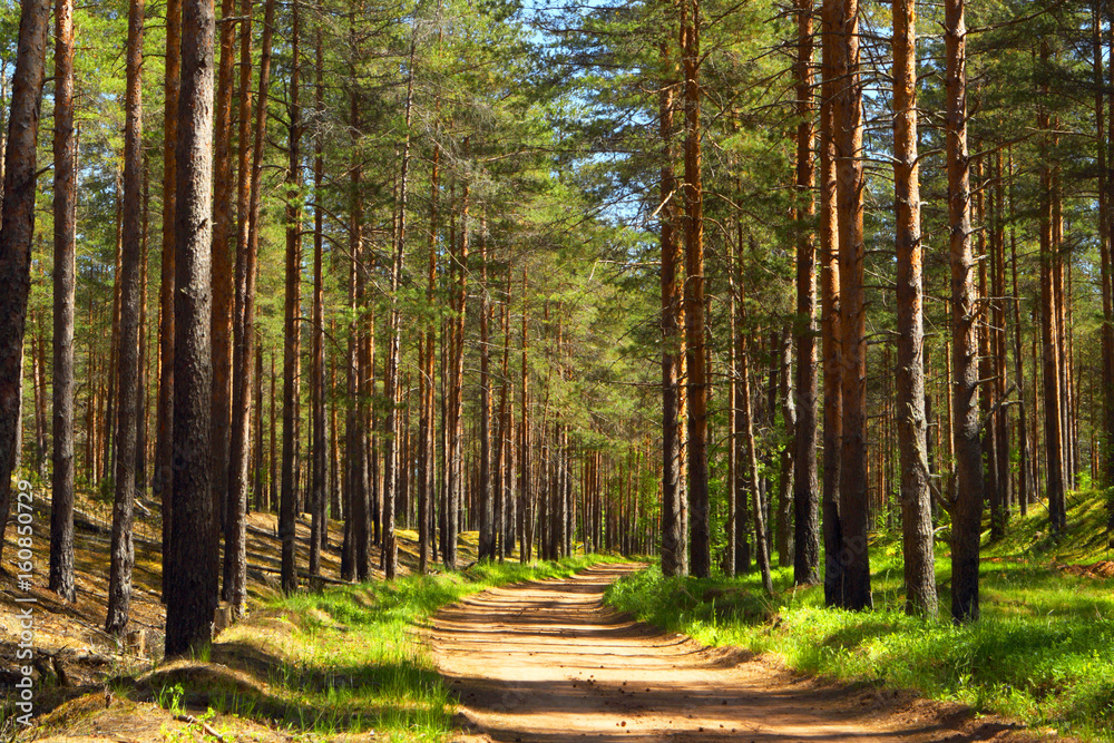 Fototapeta Sosnowy las. Droga leśna.