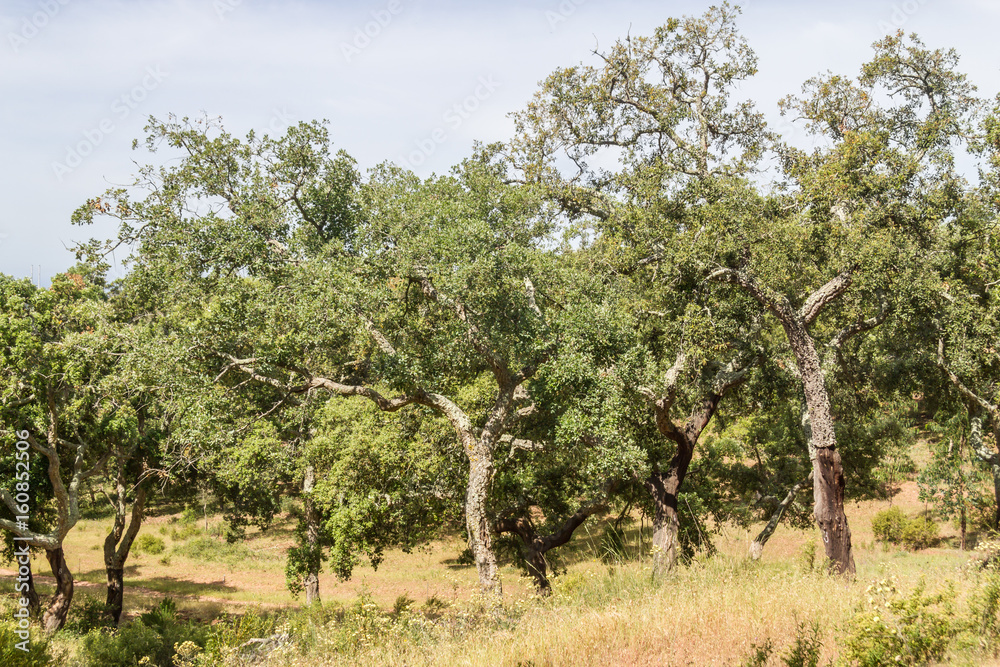 Trail in Cork tree forest Santiago do Cacem