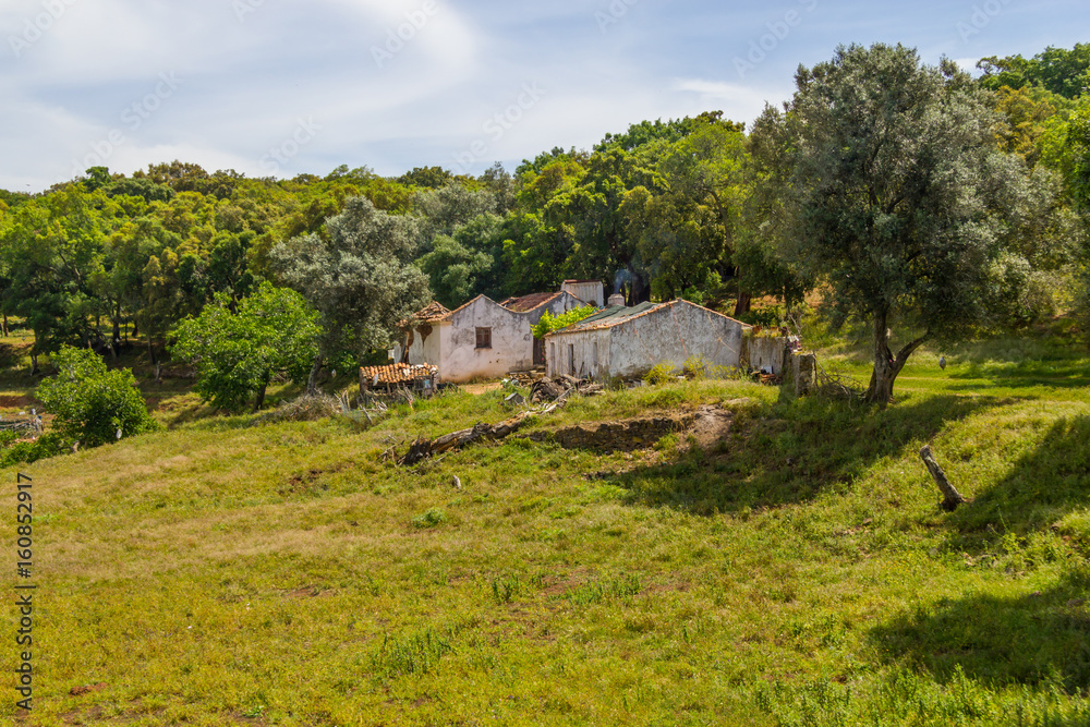 Farm house and cork tree in Santiago do Cacem Farm house and cork tree in Santiago do Cacem