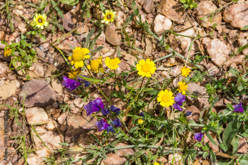 Wild flowers in the trail in Santiago do Cacem © lisandrotrarbach