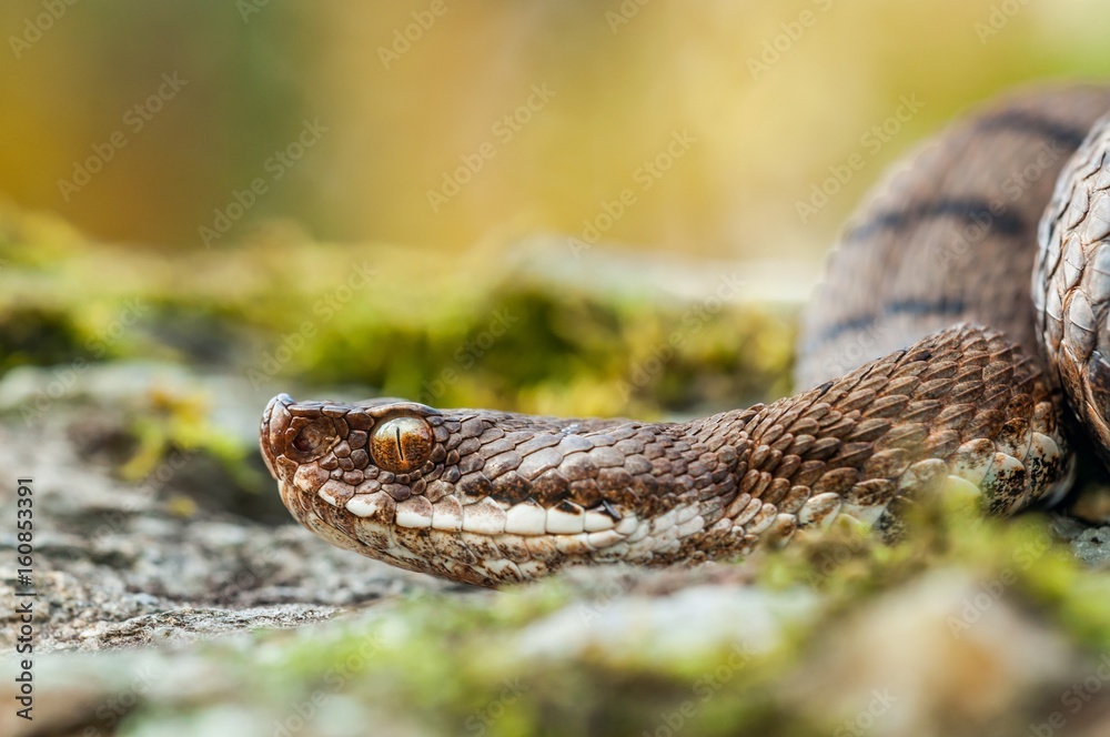 Viper, Trentino Alto-Adige, Italy Viper, Trentino Alto-Adige, Italy