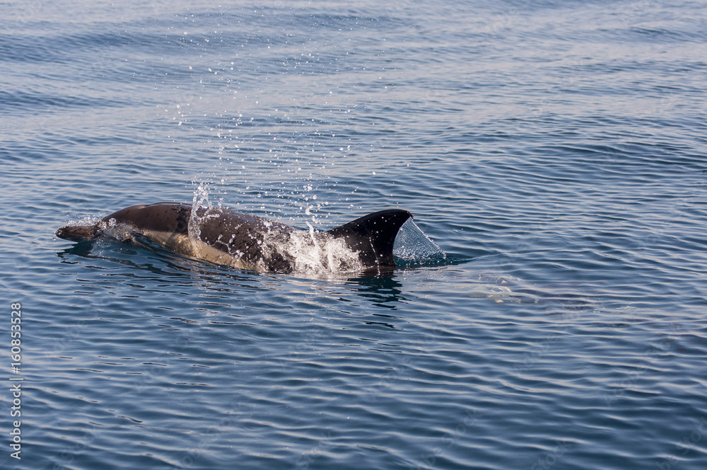 Obraz premium stenelle_03