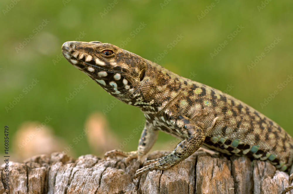 Podarcis muralis, Casareggio, Liguria, Vobbia, Italy Podarcis muralis, Casareggio, Liguria, Vobbia, Italy