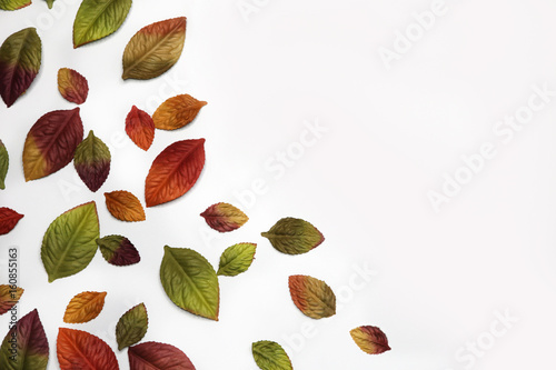 Scattered leaves in fall colors