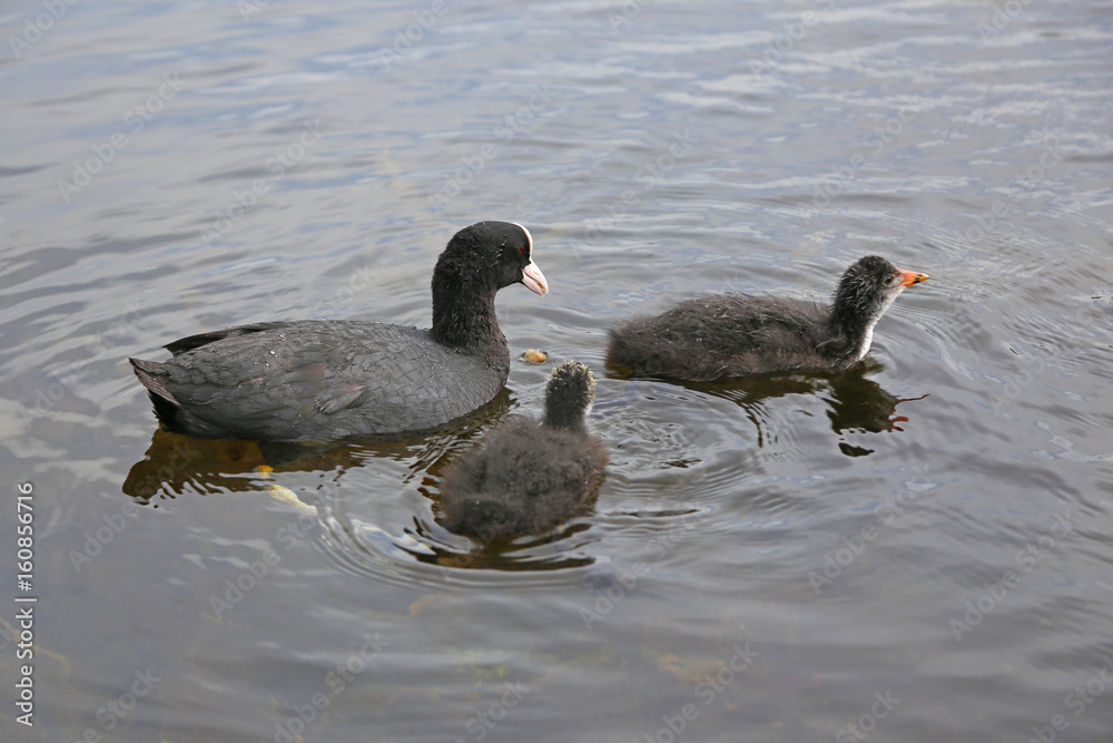 Eurasian Coot (Fulica atra) with a newborn chicks Eurasian Coot (Fulica atra) with a newborn chicks
