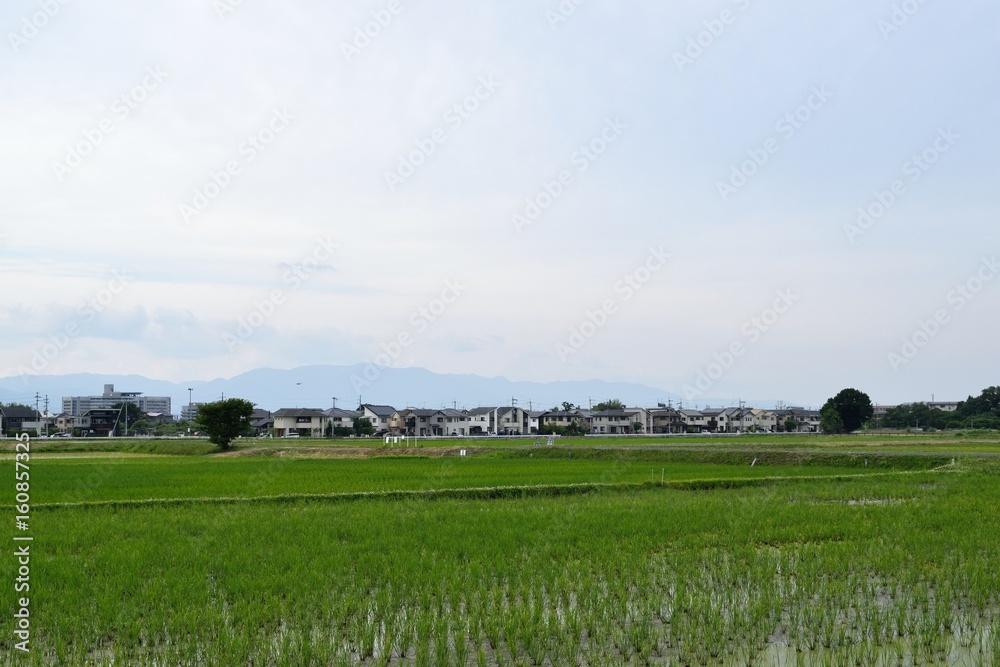水田 水田