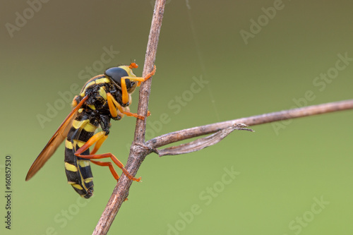 Xanthogramma, Casareggio, Liguria, Italy photo