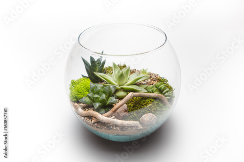 Succulent arrangement in a glass vase  terrarium   