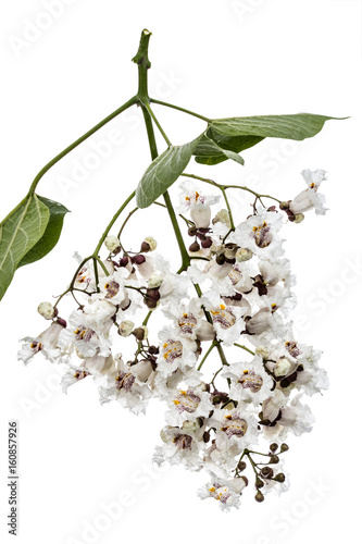 Flowering tree of Catalpa, lat. Catalpa speciosa, isolated on white background photo