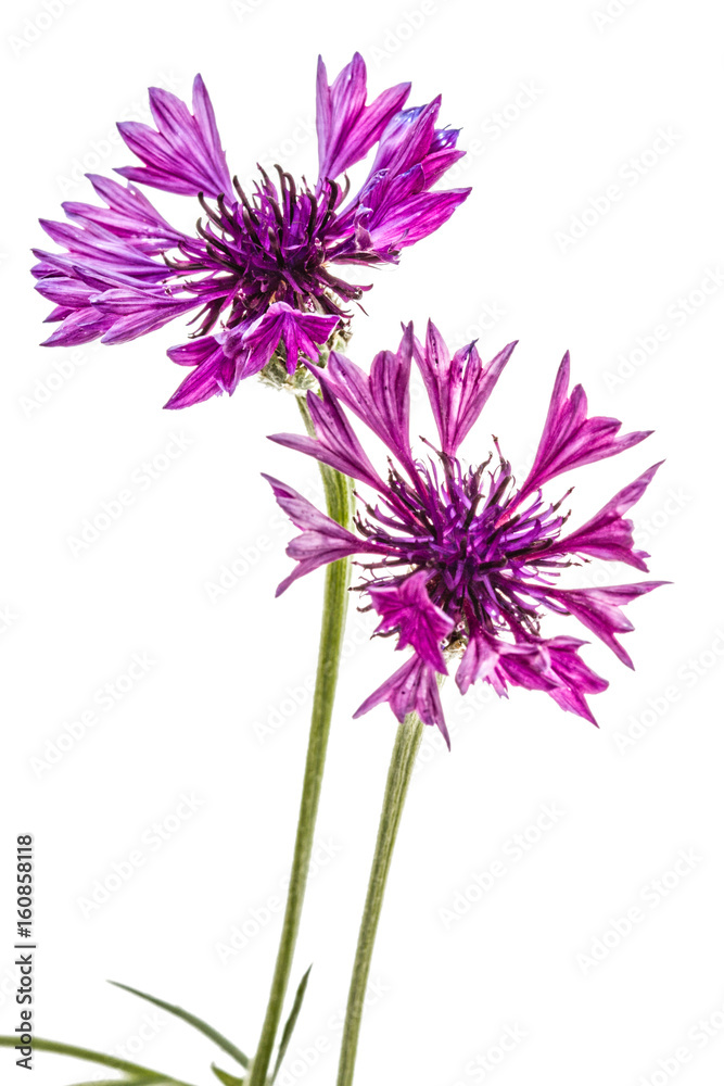 Violet flower of cornflower, lat. Centaurea, isolated on white background