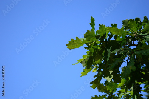 Oak