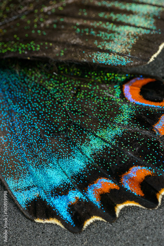 Photography Wing of butterfly