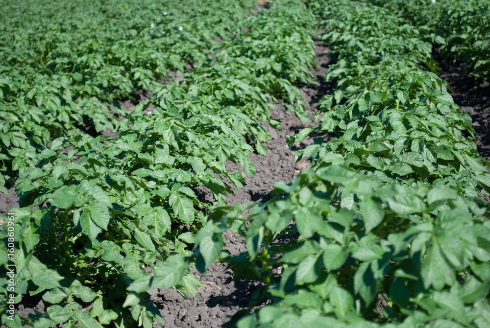 Green potato bushes Green potato bushes