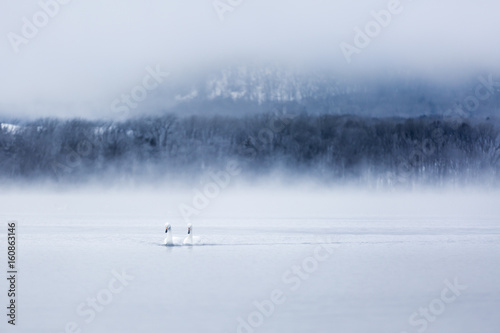Whooper swans in Lake Kussharo, Hokkaido, Japan.