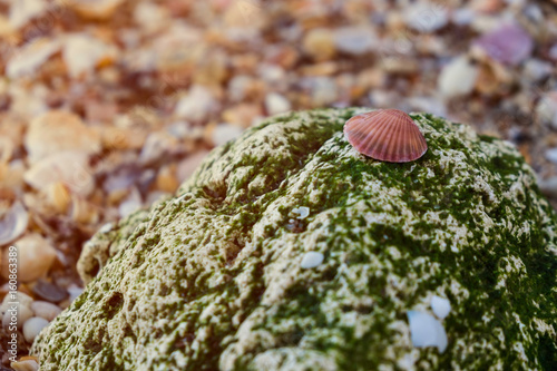A pink seashell setting on a moss covered stone on the beach 