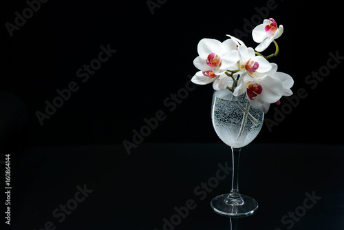 Fototapeta Naklejka Na Ścianę i Meble -  Orchid flowers on black